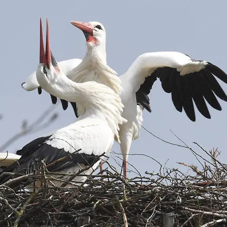 Ferienwohnung Storchennest Drochtersen Zewnętrze zdjęcie